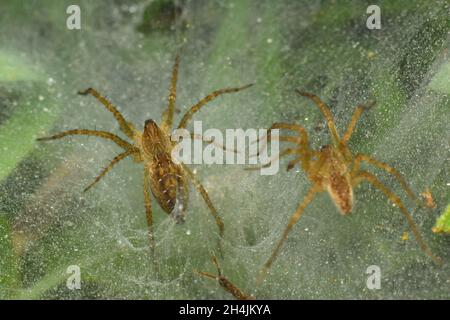 Close up photo of spider on its wet net. Stock Photo
