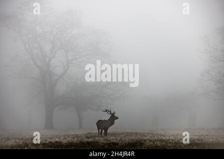 Richmond Park, London, UK. 03rd November 2021 UK Weather: A misty autumn morning in Richmond Park. Andy Sillett/Alamy Live News Stock Photo