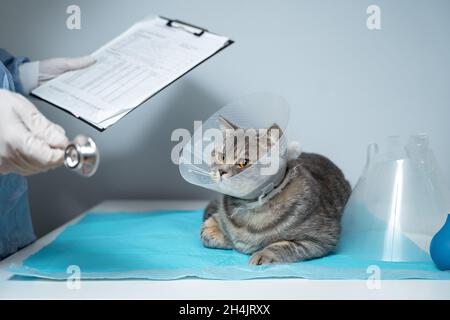 Close up of cat with an Elizabethan veterinary collar on veterinary examination table. Woman doctor in medical uniform with white gloves examines cat Stock Photo