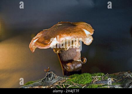 A very old mushroom, probably a honey mushroom, growing in late October in the Cascade Mountains of central Oregon. Stock Photo