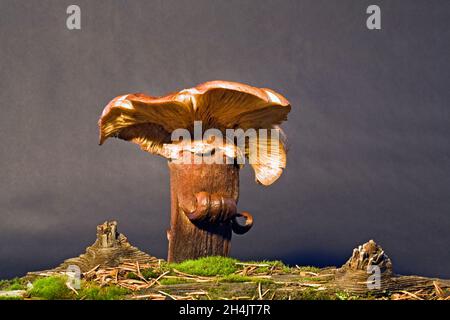 An old, very large mushroom growing from the forest floor in the Cascade Mountains of central Orego. Stock Photo
