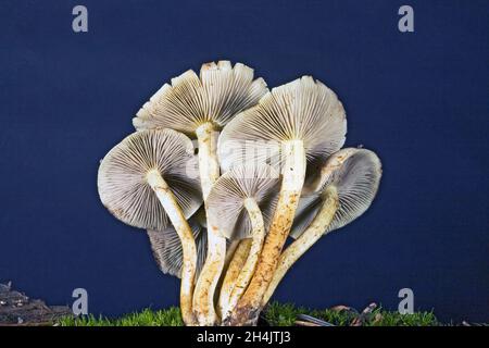 Armillaria solidipes (Armillaria ostoyae) or honey mushrooms, growing in a forest in the Cascade Mountains of central Oregon, near Cultus Lake. Stock Photo