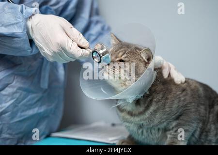 Close up of cat with an Elizabethan veterinary collar on veterinary examination table. Woman doctor in medical uniform with white gloves examines cat Stock Photo