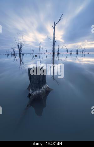 Dead trees submerged in flooded landscape, Australia Stock Photo