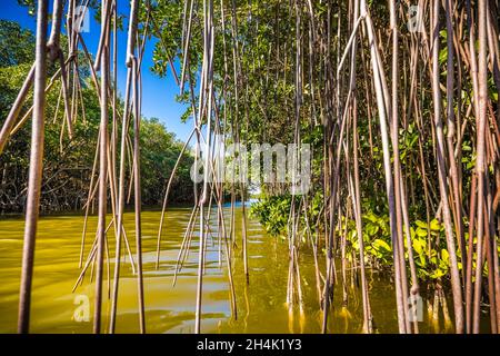 United States, Florida, Everglades National Park listed as World Heritage by UNESCO, Biosphere Reserve, wetland of international importance (Ramsar), view of the river through the aerial roots of a mangrove tree Stock Photo