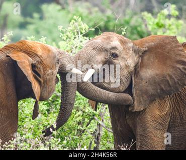 Young elephant bulls (Loxodonta africana) play pushing in Tsavo East National Park, Kenya. Stock Photo