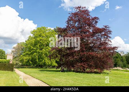 A copper beech and a common beech tree at Oxburgh Hall, Norfolk UK Stock Photo