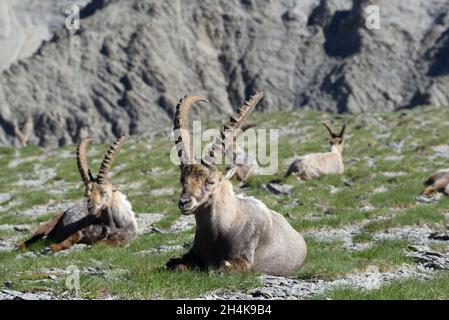 Group or Herd of Alpine Ibex or Alpine Ibexes, Capra ibex, aka Steinbock, Bouquetin or Wild Goat on Ridge in the Mercantour National Park French Alps Stock Photo