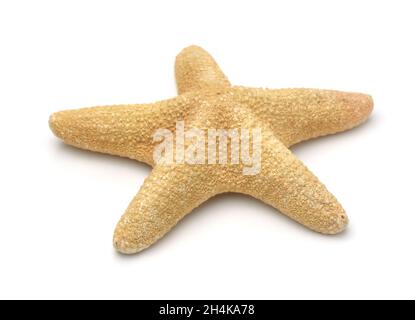 Single yellow starfish isolated on white Stock Photo
