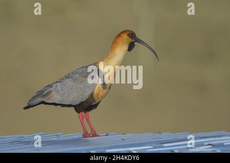 Theristicus melanopis - The southern bandurria is a species of pelecaniform bird in the Threskiornithidae family. Stock Photo