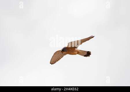 Falco naumanni - The lesser kestrel is a species of falconiform bird in the Falconidae family. Stock Photo