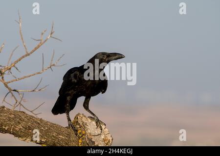 Corvus corax - The large crow, is a species of passerine bird in the Corvidae family. Stock Photo