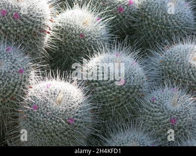 Close-up of the spiny, woolly mounds of the cactus 'mammillaria geminispina', also known as 'whitey', in a display of succulents at Kew Gardens. Stock Photo