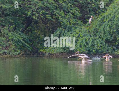 A Pink Pelican taking off from the lake over the head of other Stock Photo