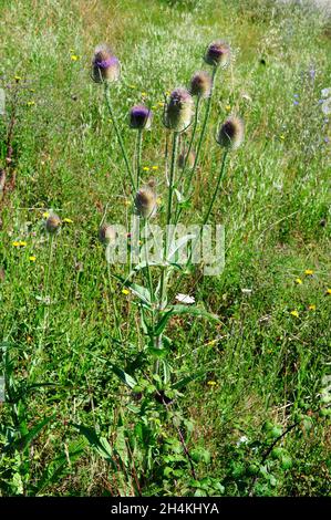 Wild teasel or fuller's teasel (Dipsacus fullonum) is a biennial spiny plant native to Europe and northern Africa. This photo was taken in Araba,