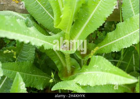 Wild teasel or fuller's teasel (Dipsacus fullonum) is a biennial spiny plant native to Europe and northern Africa. Detail of leaves perhaps with