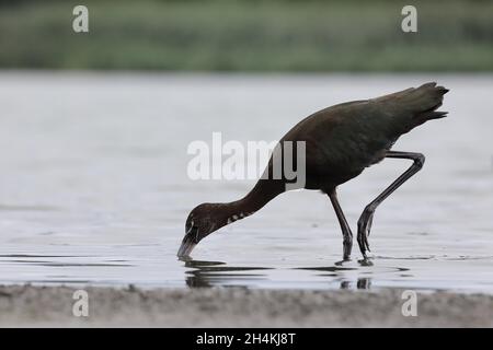 Glossy ibis (Plegadis falcinellus) in New York, United States