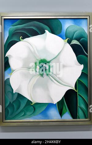 jimson weed white flower 1