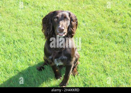 A sitting Sprocker Stock Photo