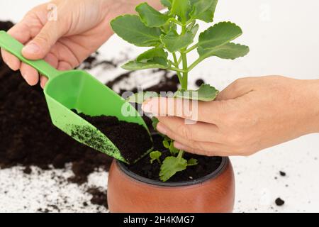 Woman hand putting soil using scoop into pot with kalanchoe plant Stock Photo