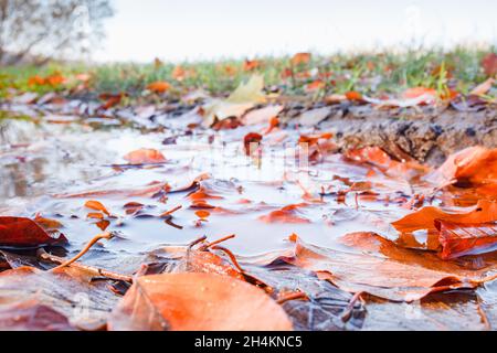 Yellowed maple leaves in a puddle of water. Autumn in Poland. Stock Photo