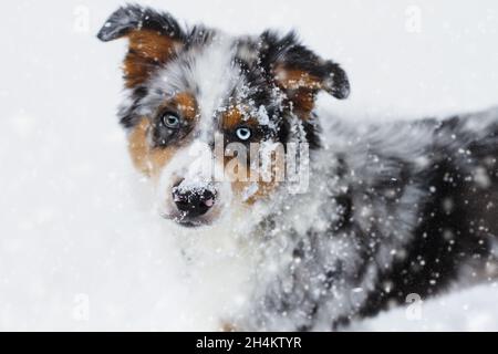 Beautiful juvenile male Blue Merle Australian Shepherd puppy standing in the snow.  Selective focus with blurred background. Stock Photo