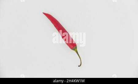 Single red chilli pepper against plain white background with copy space Stock Photo