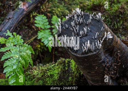 Fruit bodies of candlestick fungus / candlesnuff fungus / carbon antlers / stag's horn fungus (Xylaria hypoxylon) growing on decaying tree stump Stock Photo