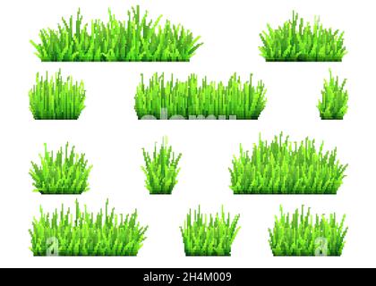 Green grass and bushes isolated on white background. Vector texture. Stock Vector