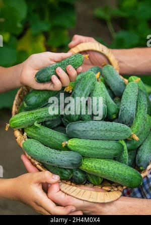 The child and father are holding cucumbers in their hands. Selective focus. Kid. Stock Photo