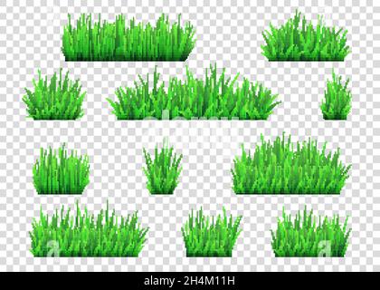 Green grass and bushes isolated on transparent  background. Vector texture. Stock Vector