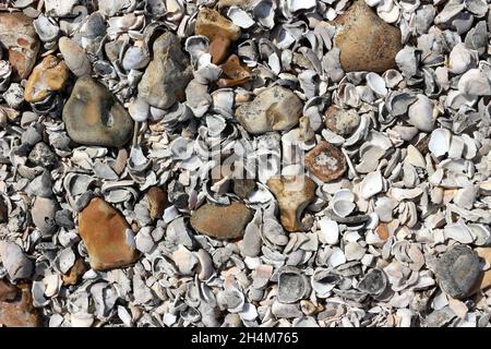 Pebbles and broken shells on a shingle beach Stock Photo