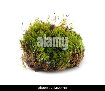 Green forest moss isolated on a white background Stock Photo
