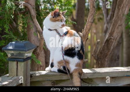 Calico cat sitting on a wooden deck railing Stock Photo