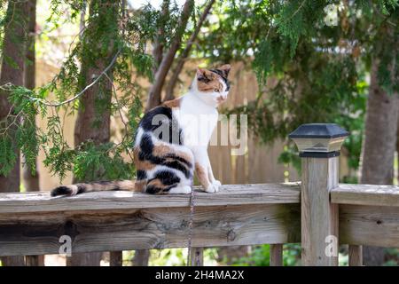 Calico cat sitting on a wooden deck railing Stock Photo