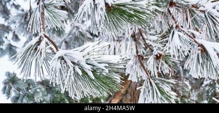 A branch of pine with long needles covered with white fresh snow in a ...