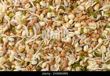 Mix of various germinated sprouts as background or texture Stock Photo