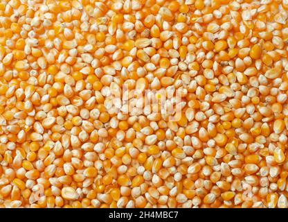 Corn grains background or texture Stock Photo
