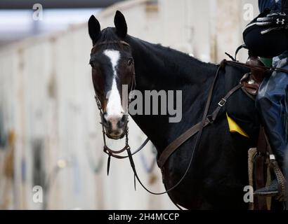 Del Mar, CA, USA. 2nd Nov, 2021. November 2nd 2021: Lava Man getting ready to head to the track at Del Mar Thoroughbred Club in Del Mar, California. Carolyn Simancik/Eclipse Sportswire/Breeders Cup /CSM/Alamy Live News Stock Photo