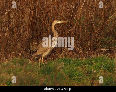 this juvenile / sub adult purple heron stayed within a rough grassland field feeding on field voles in early Autumn in the UK Stock Photo