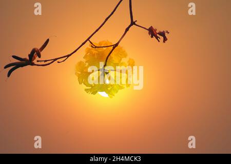 Handroanthus chrysanthus is a genus of flowering plants in family Bignoniaceae. Art photography Stock Photo