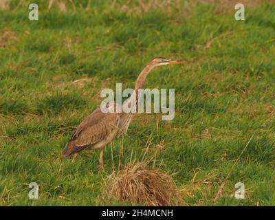 this juvenile / sub adult purple heron stayed within a rough grassland field feeding on field voles in early Autumn in the UK Stock Photo