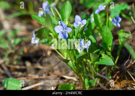Early bloomers (primroses) of boreal European forests. English violet or Johnny jump up (Violaceae sylvatica) Stock Photo