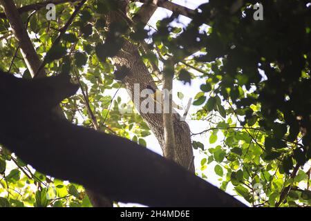 Winter tropical treescape and Black-hooded Oriole (Oriolus xanthornus ceylonensis) endemic subspecies of Sri Lanka Stock Photo