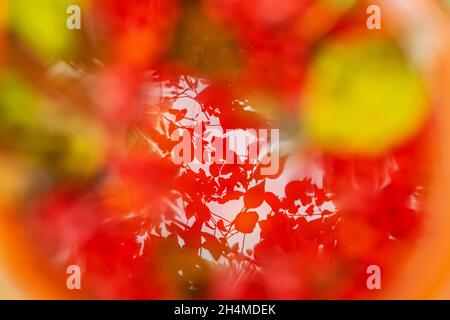 Vibrant Coloured Leaves. Autumn picturesque pattern. Bright Nature, bokeh, abstract background Stock Photo