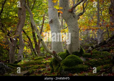 Specimens of beech trees against the light, of twisted trunks covered with wet moss in the Moncayo Natural Park, Zaragoza province, Aragon, Spain Stock Photo