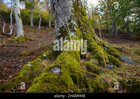 Old tree, specimen of beech, sinks its roots into the ground, covered with moss, Moncayo Natural Park, Zaragoza province, Aragon, Spain Stock Photo