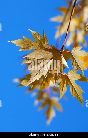 Autumn, yellow maple leaves on the background of the blue sky. Stock Photo