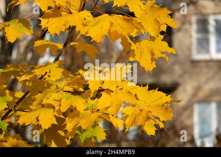Autumn season in the city, maple from a yellowed branch golden leaves on the background of a building with white windows. Stock Photo