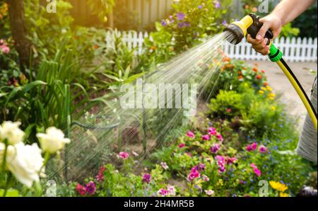 A gardener with a watering hose and a sprayer water the flowers in the garden on a summer sunny day. Sprinkler hose for irrigation plants. Gardening, Stock Photo